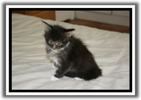 Black Classic Tabby with White