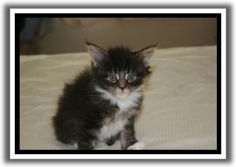 Black Classic Tabby with White