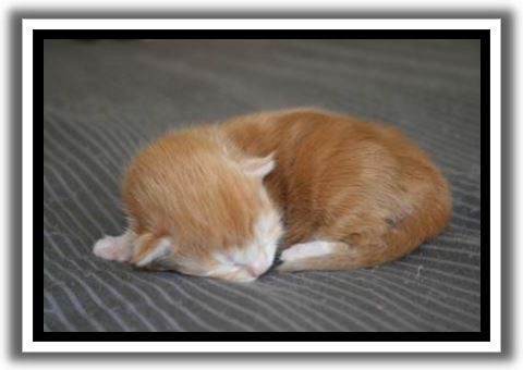 Red Silver Tabby with White