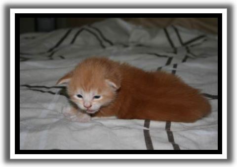 Red Silver Tabby with White