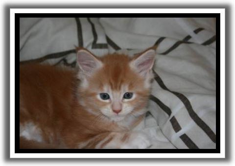 Red Silver Tabby with White