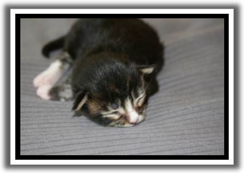 Black Classic Tabby with White