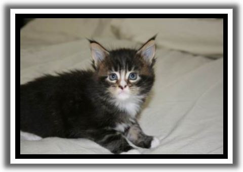 Black Classic Tabby with White