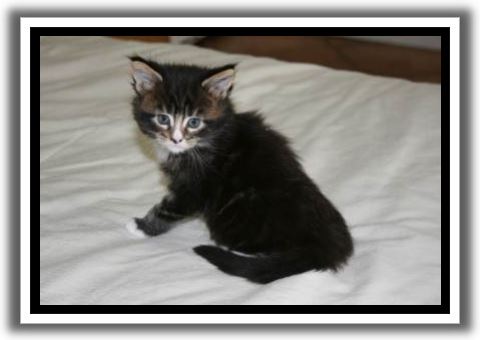 Black Classic Tabby with White