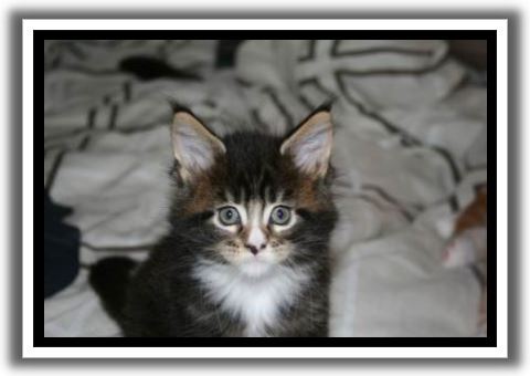 Black Classic Tabby with White