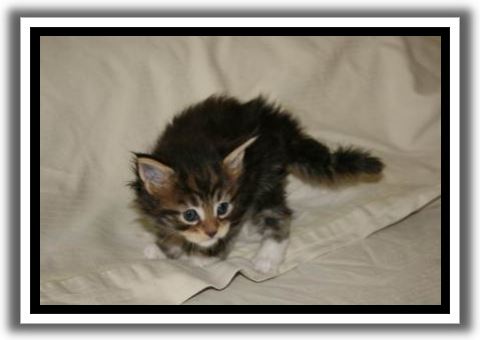 Black Classic Tabby with White