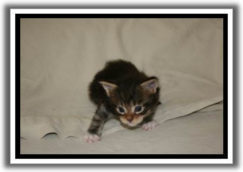 Black Classic Tabby with White