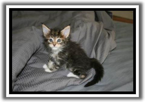 Black Classic Tabby with White