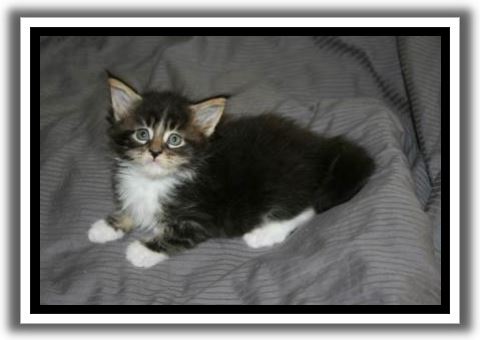 Black Classic Tabby with White